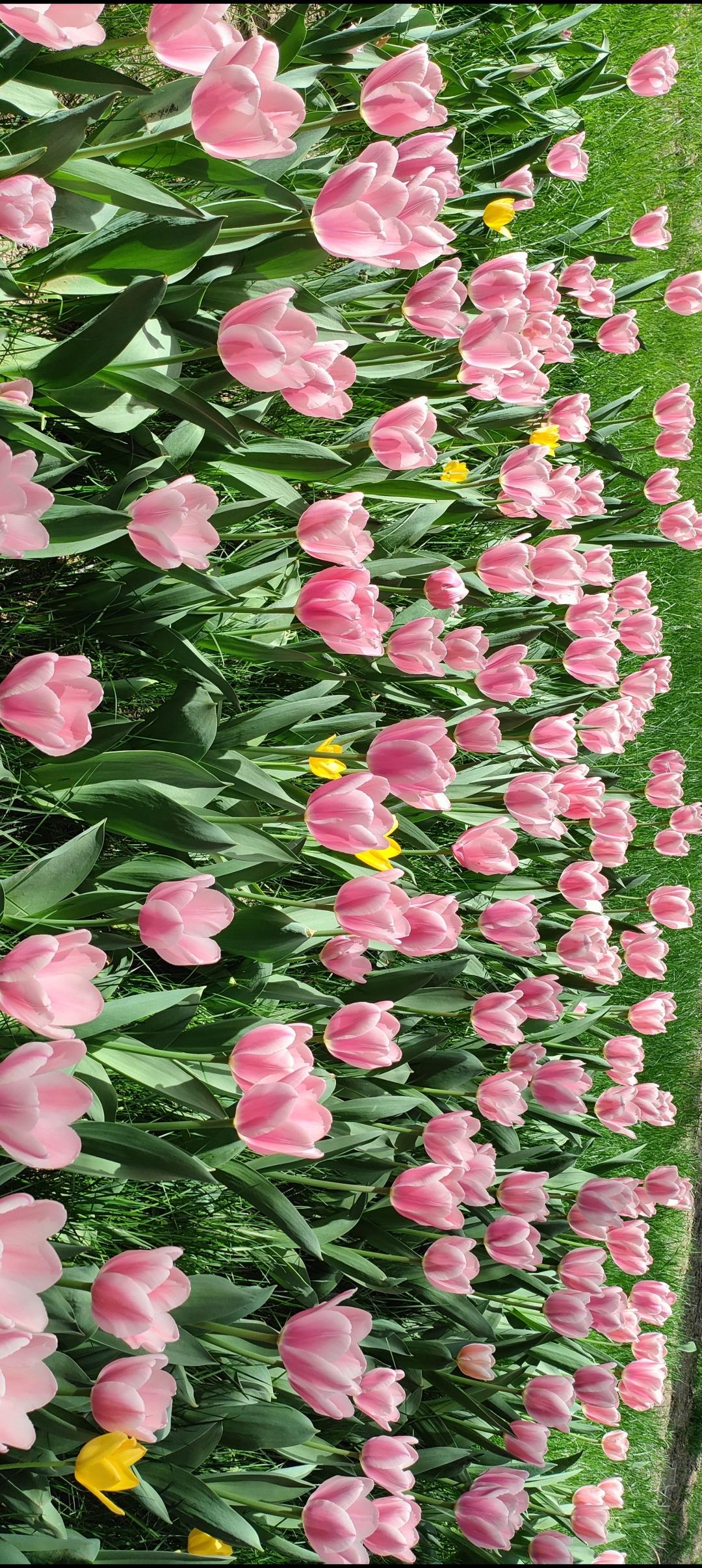 粉嫩粉嫩的郁金香花田，美到心醉！🌷💕