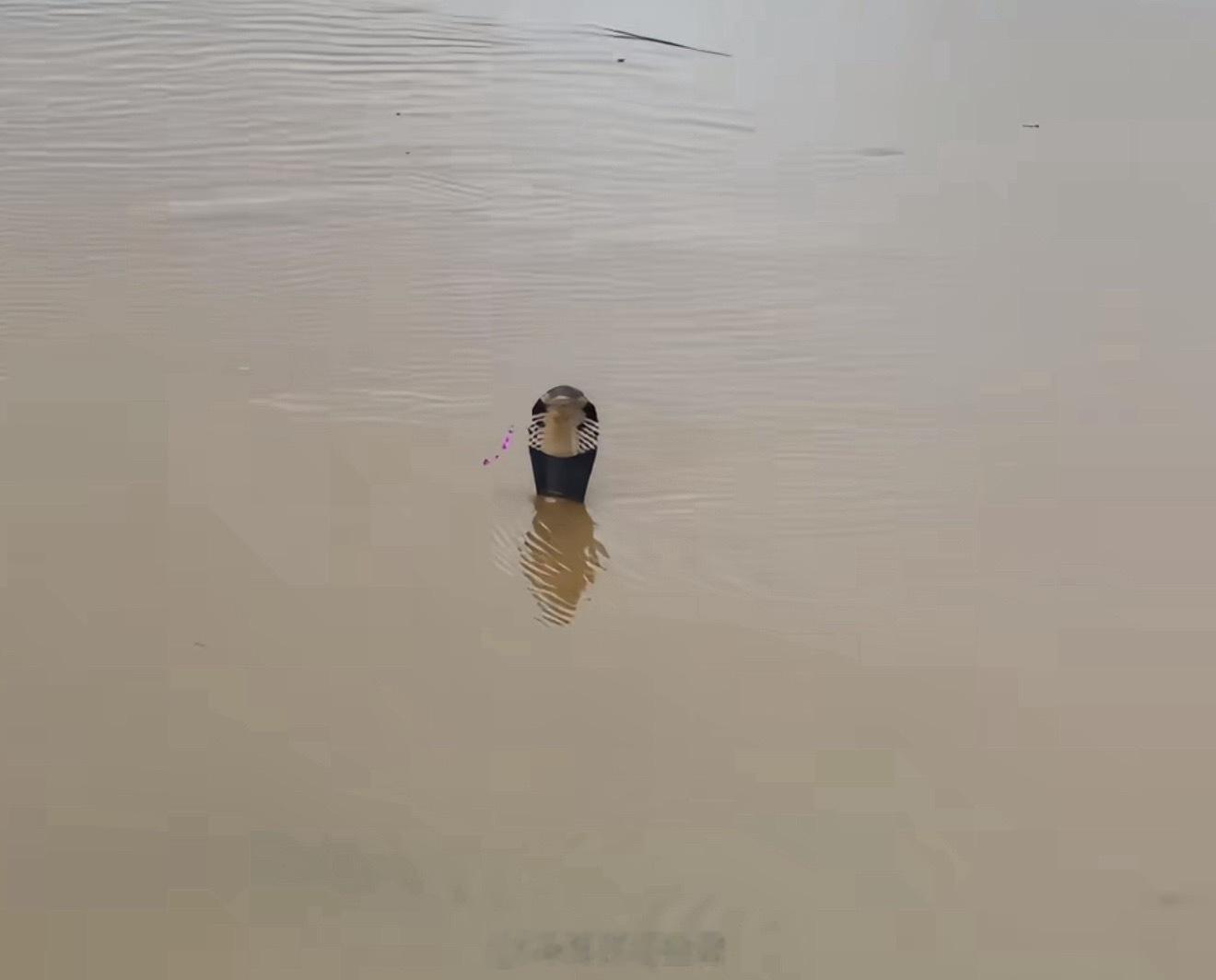 洪水致养蛇场蛇逃出有眼镜蛇这玩意可别说接触到了就是看一眼都瘆得慌吧？ 