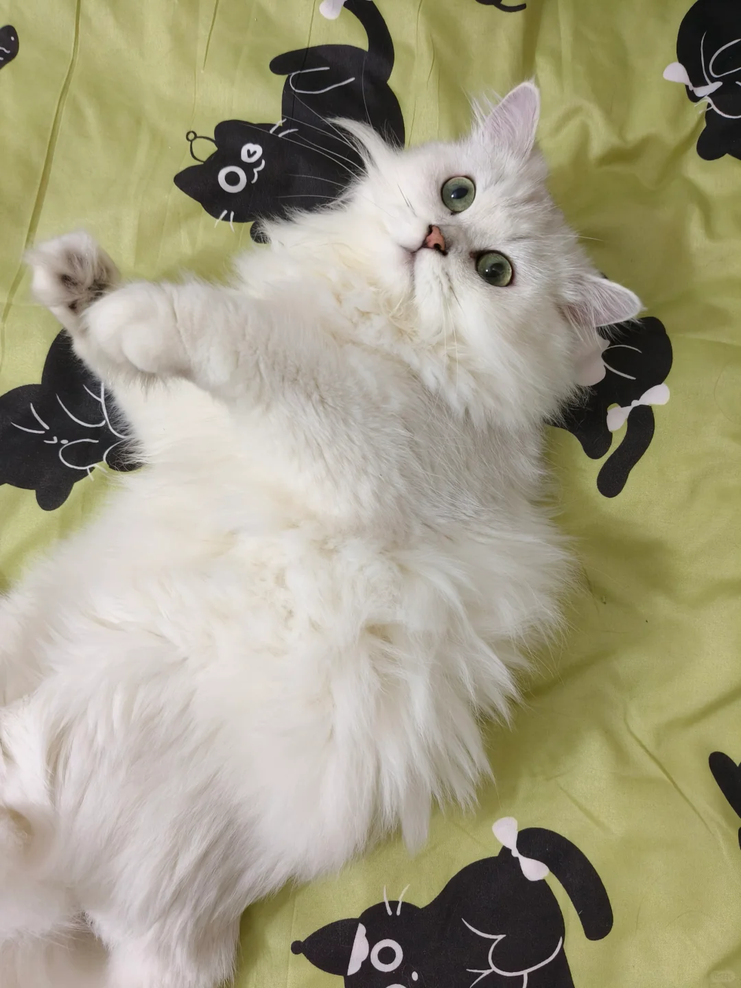 小猫小猫 傻的可爱