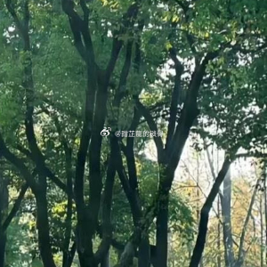 核冬天第四十七年，地下城D7区的温度计永远停在零下19℃。林秧拖着左臂穿过垃圾场