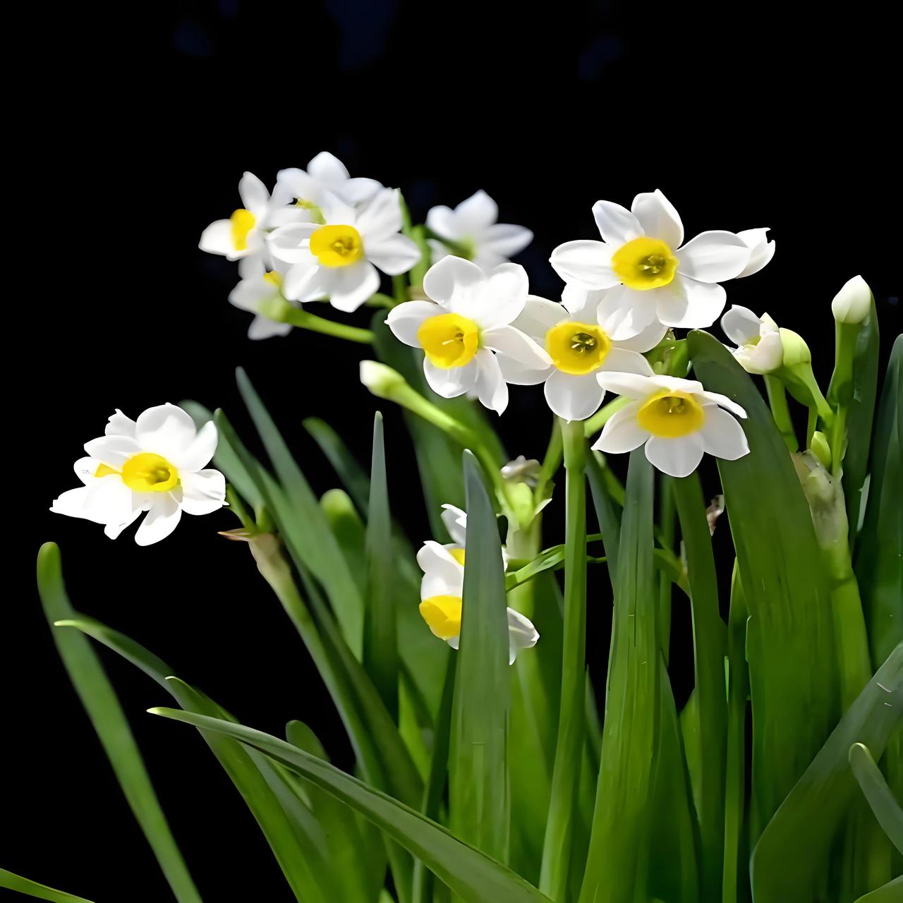在咱们中国，漳州的水仙花最有名气！据说全国90%的水仙花都出自漳州这片土地呢。