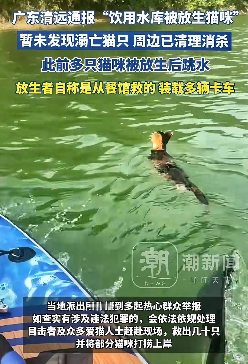 广东清远水库这里，有一群人开着大卡车，拉来1024只小猫来放生，还放着大悲咒装虔