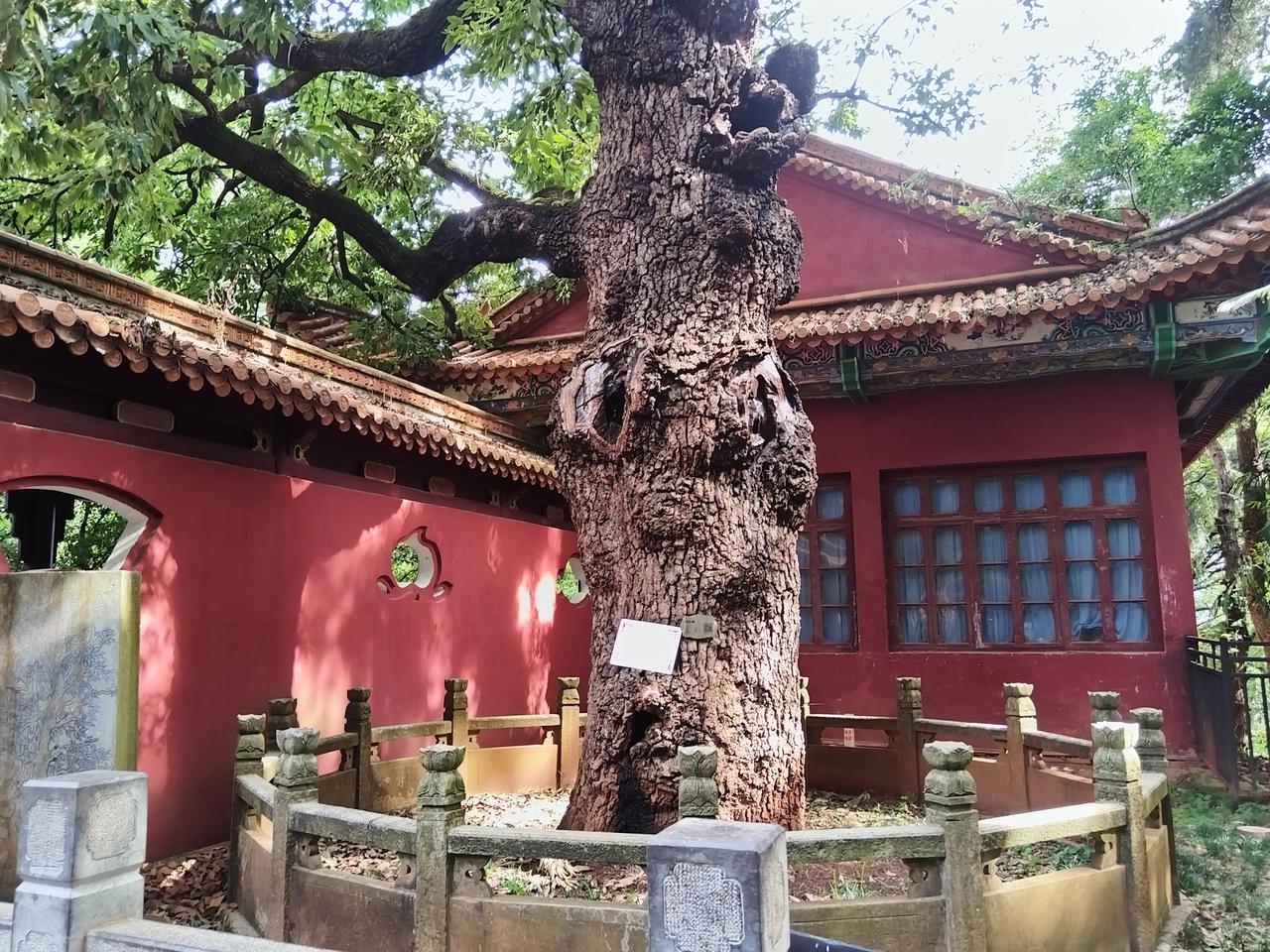 600年的古老的树