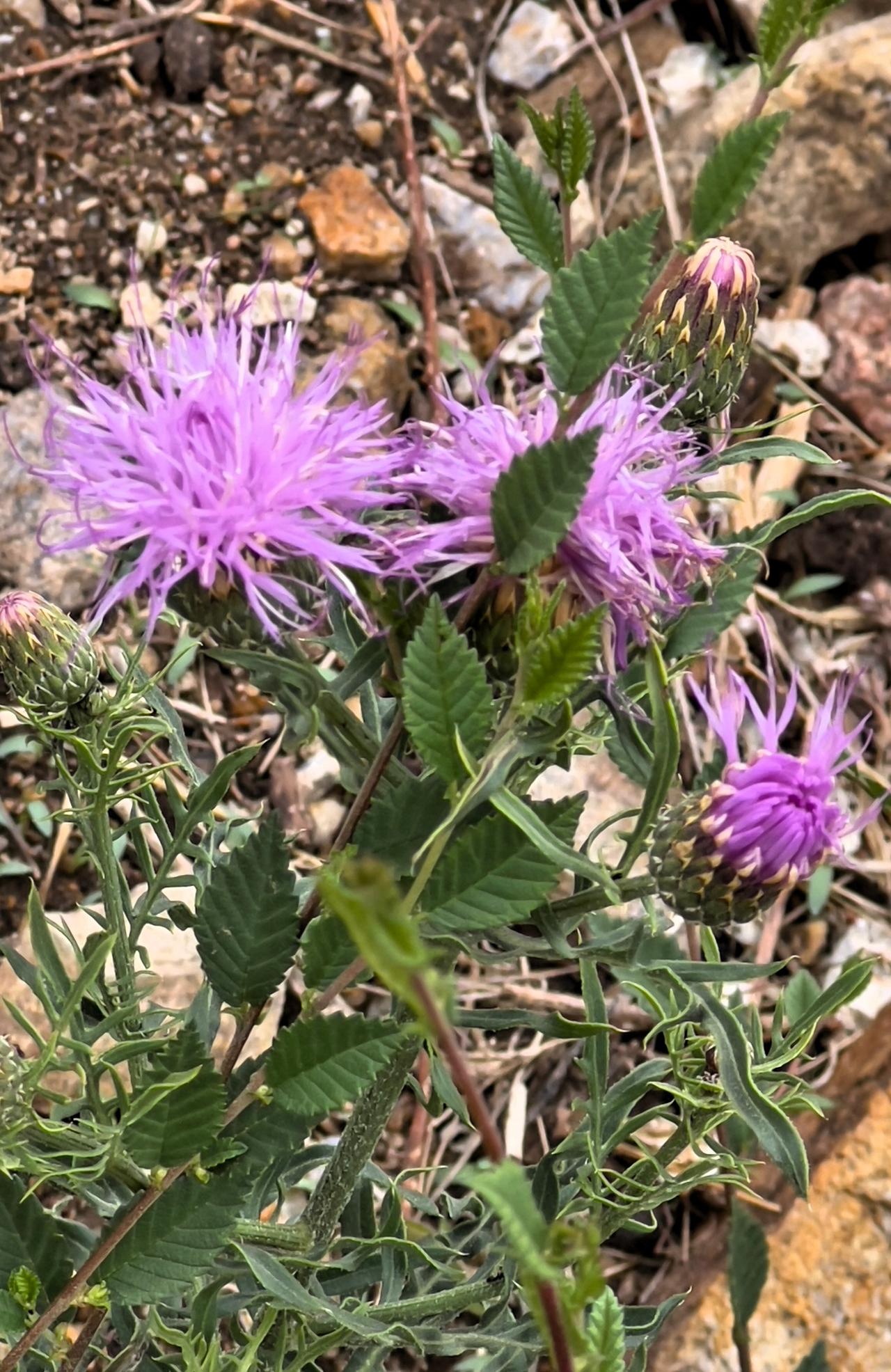 分享一组野花（中药材）山中小野花