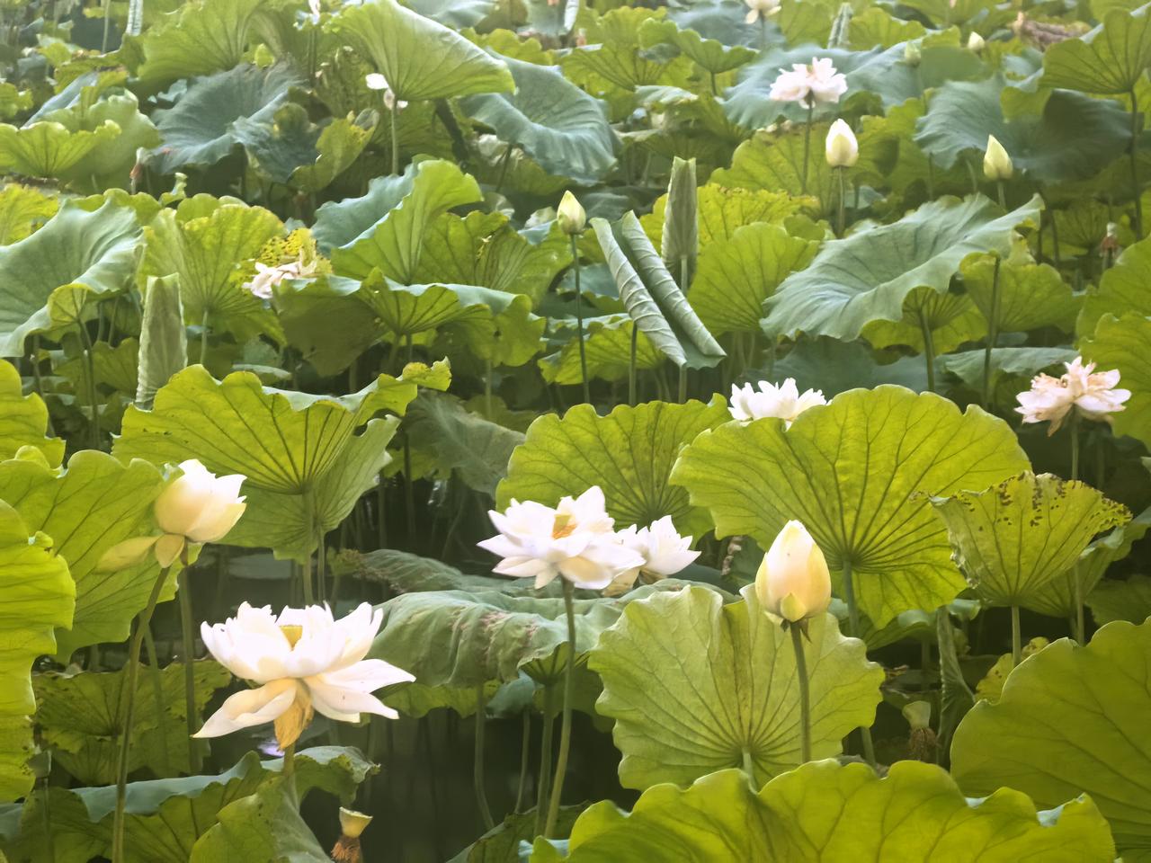 大明湖白荷
2025年6月23日