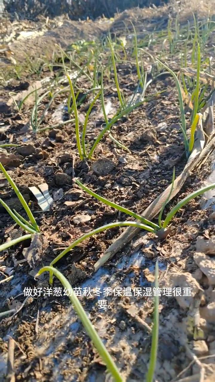 亲爱的朋友们，大家好！这期视频给大家分享小菜园洋葱幼苗越冬保温保湿管理措施。洋葱