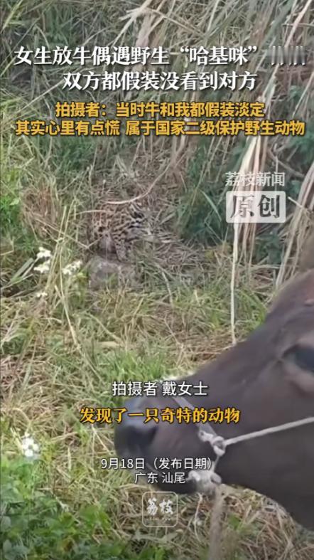 “这就是命啊！”广东汕尾，一女子外出放牛时，发现了一只奇特的动物，一只猫身上却长