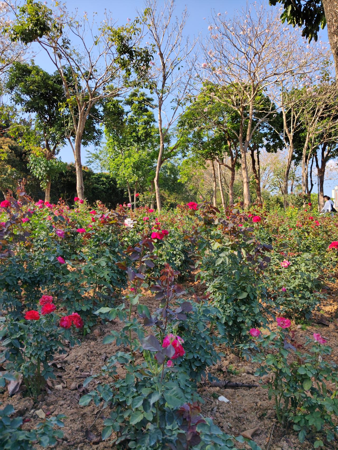 预防和应对牛熊股风险，得从多方面着手。
先识别违规交易，像虚假申报、拉抬打压股价