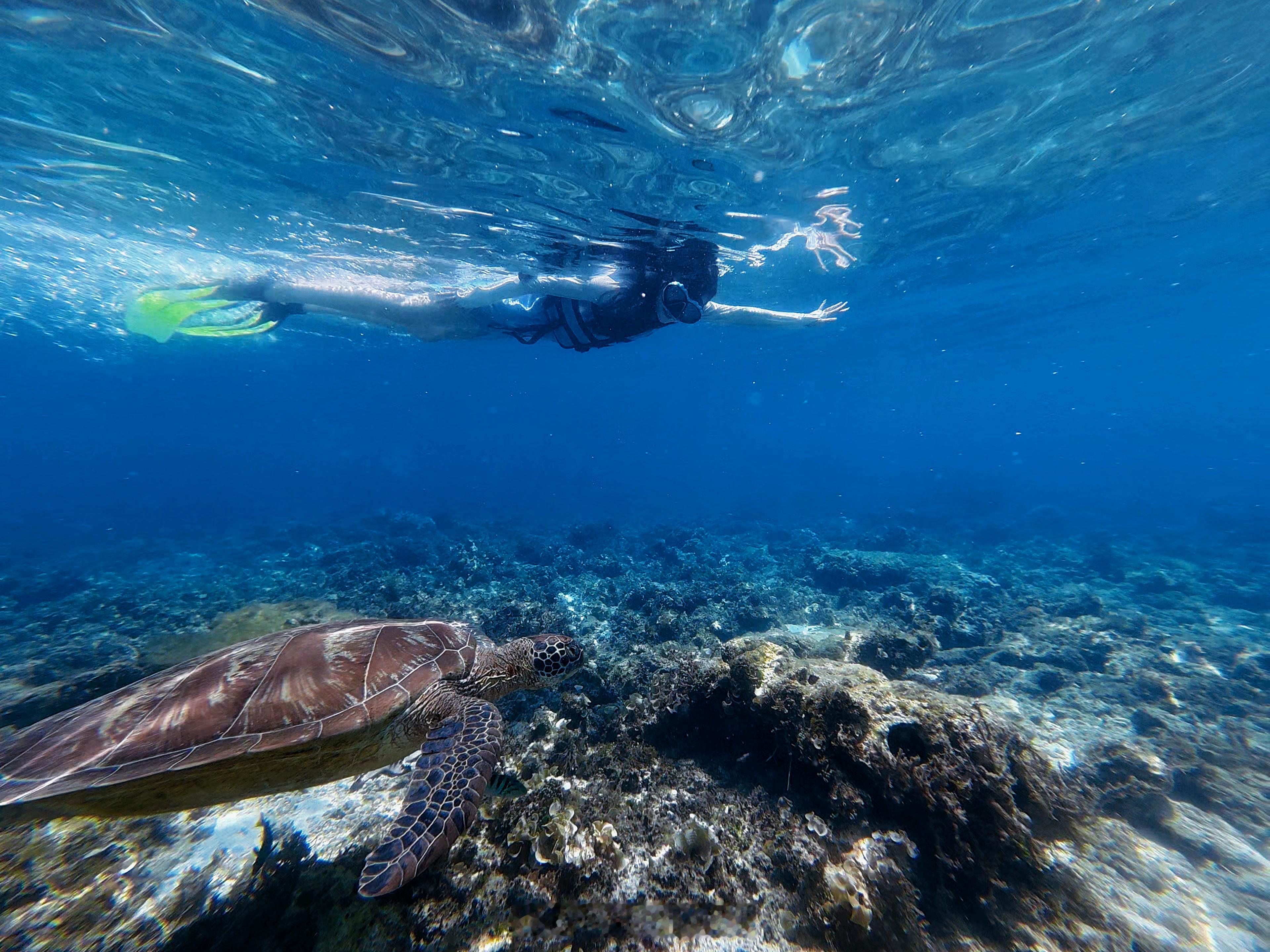 看！海龟🐢 菲律宾·帕米拉坎岛