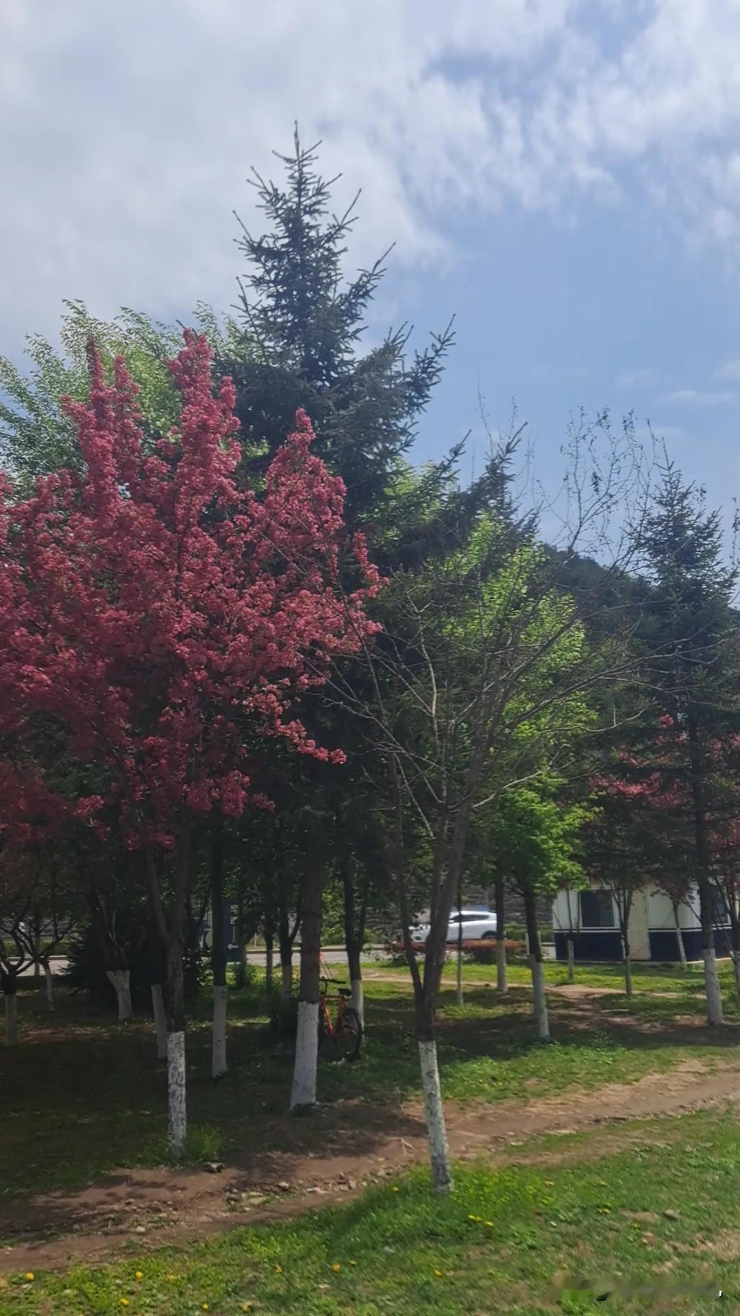 满目繁花肆意开，
几抹绿意添温柔
