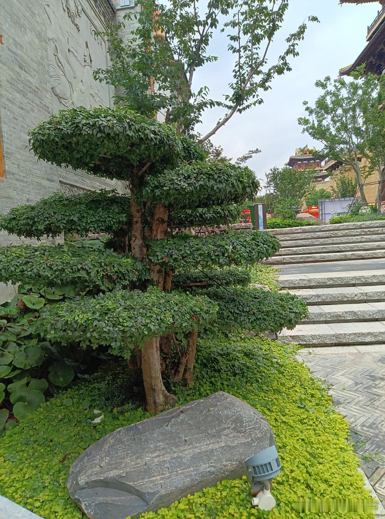 眼前一幕
走在景区里，一下子被这棵修剪得像云朵一样的造型树给惊艳到了！一层一层的