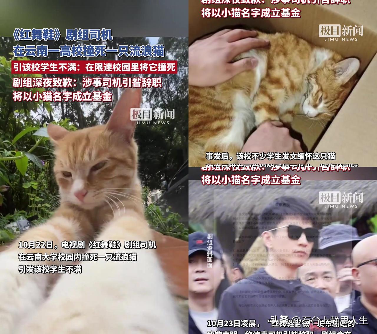 云大的小橘子，再也等不到三教门口的猫条了。

它可不是流浪猫，是我们的校宠。