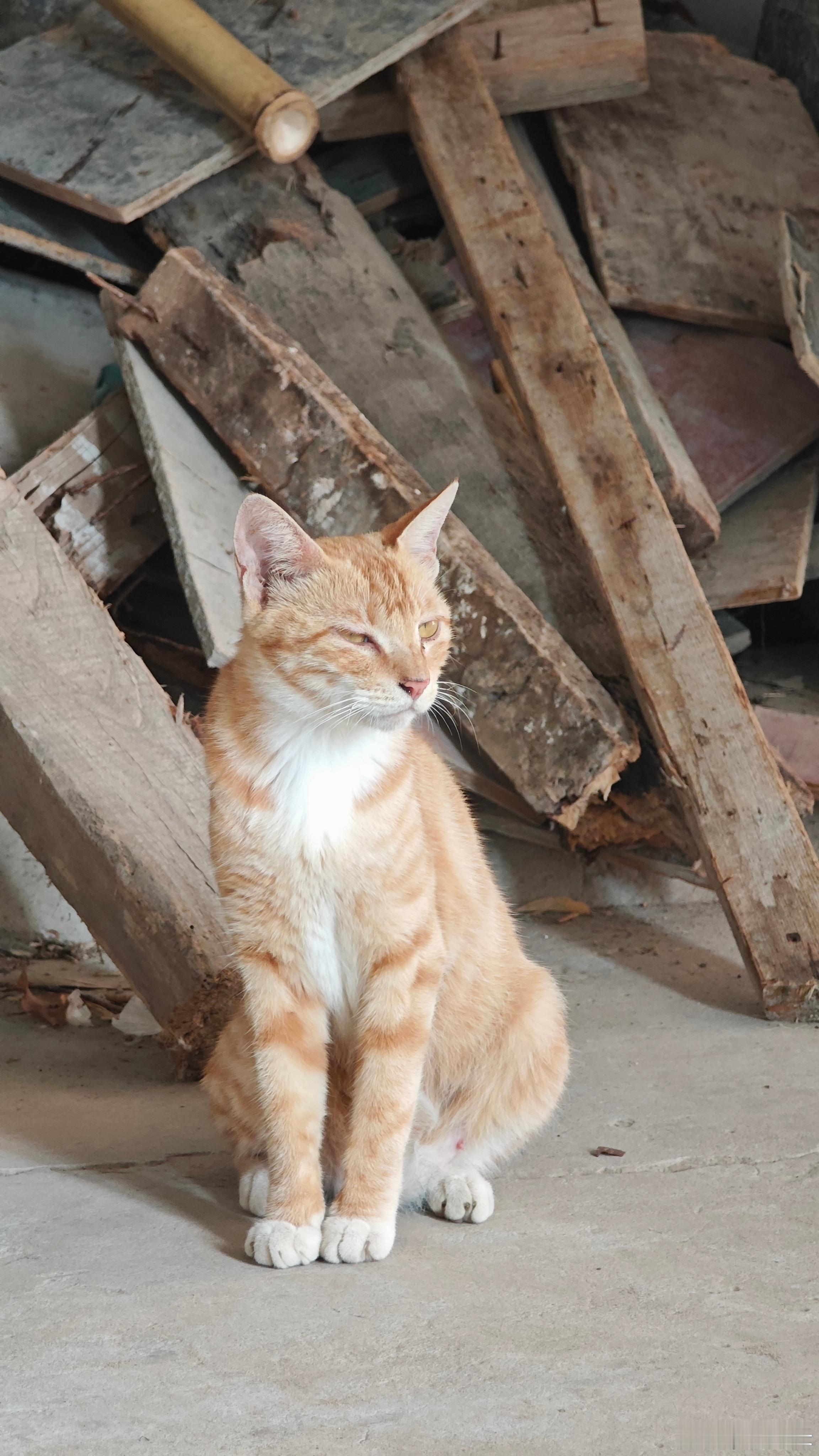 我家猫咪真有范