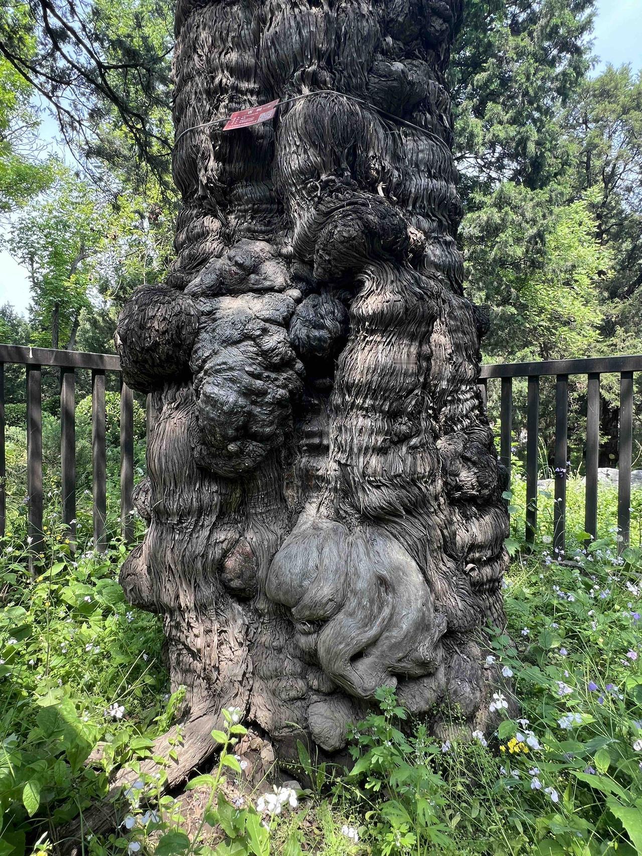 景山公园三大奇树之一的虬龙柏植于金元时期，距今约810年。位于后山（北面山腰）万