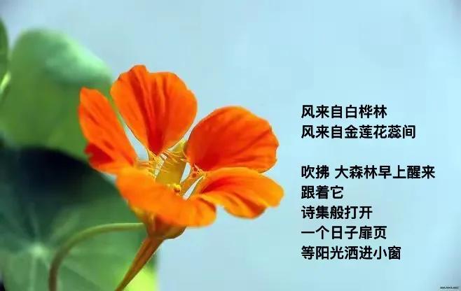 目光 柔软一下
跟着四叶草颤栗
七月   有个小秘密
悄悄惦念
白桦林知道
．
