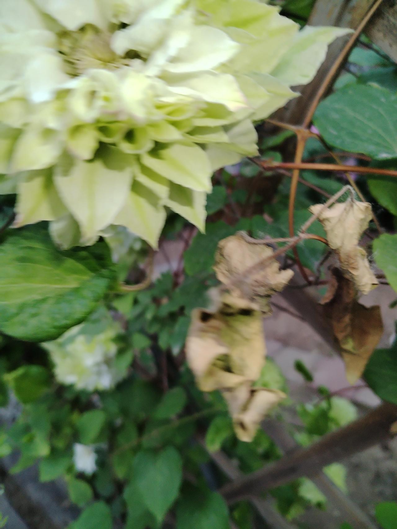 出院回家花满园

出院归来满园花，
今春芍药开得欢
铁线莲花朵儿大
绿白紫色美如
