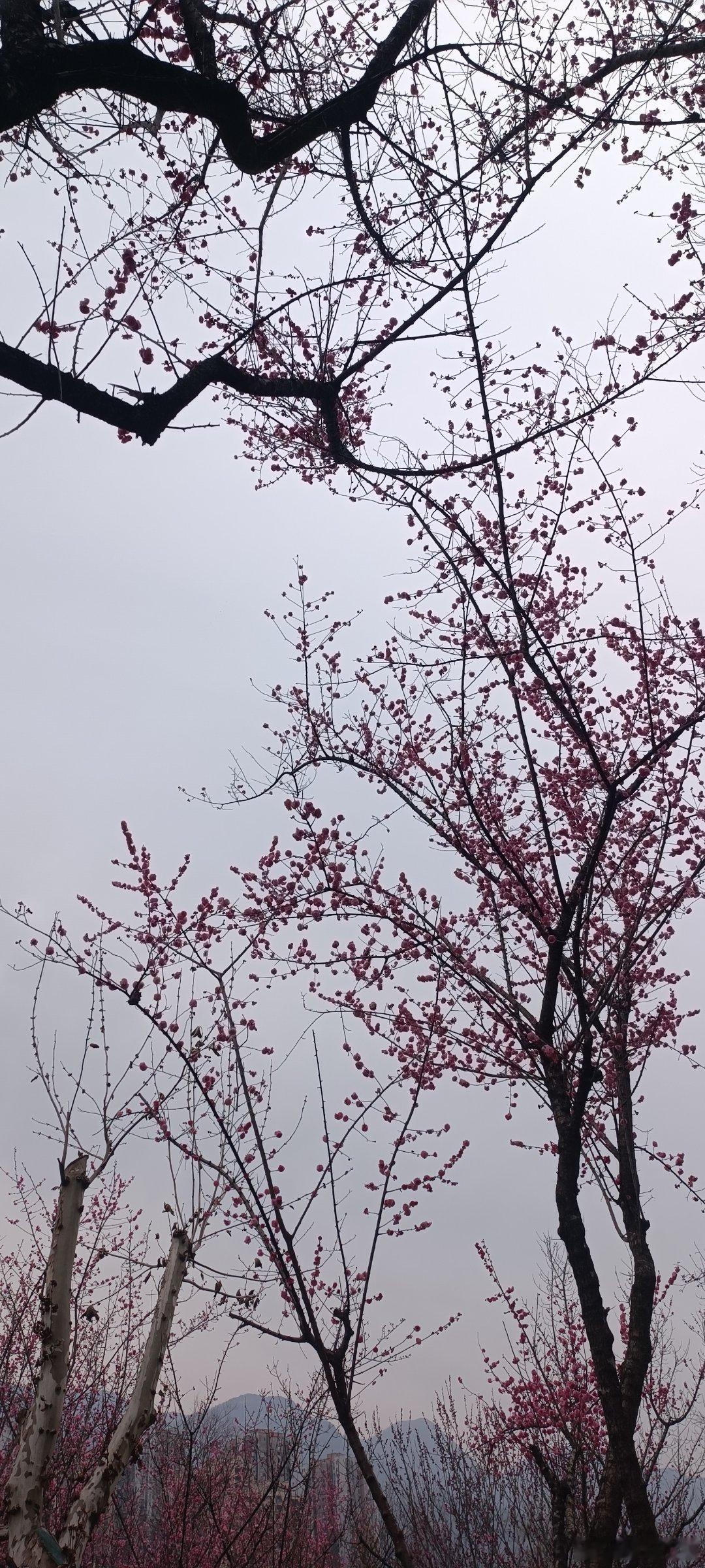 万物迎春送残腊，一年结局在今宵。过年好呀。 