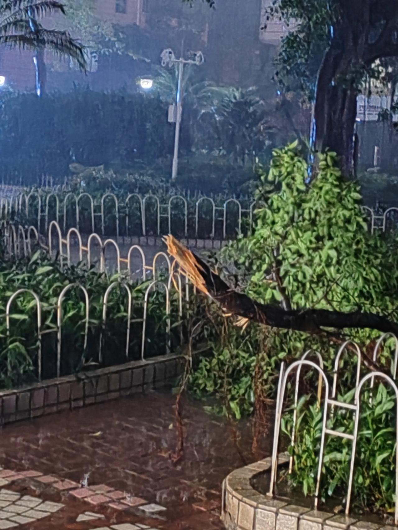 万能生活指南暴雨如注。這個樹杈應聲倒下[捂脸]