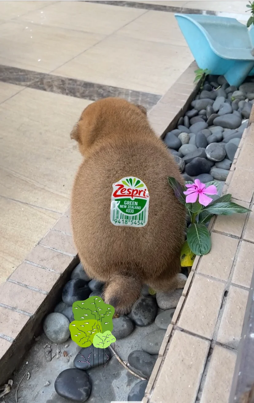 右滑👉看看我PDD喂大的猕猴桃🥝