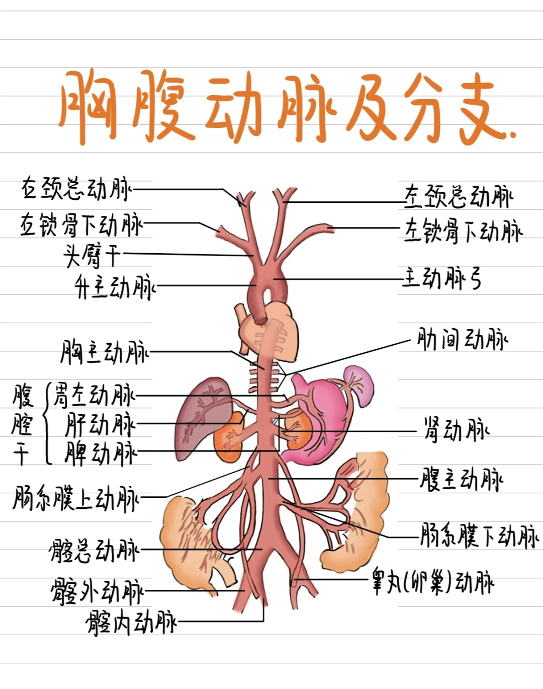 医学生笔记✍️-胸腹动脉及分支