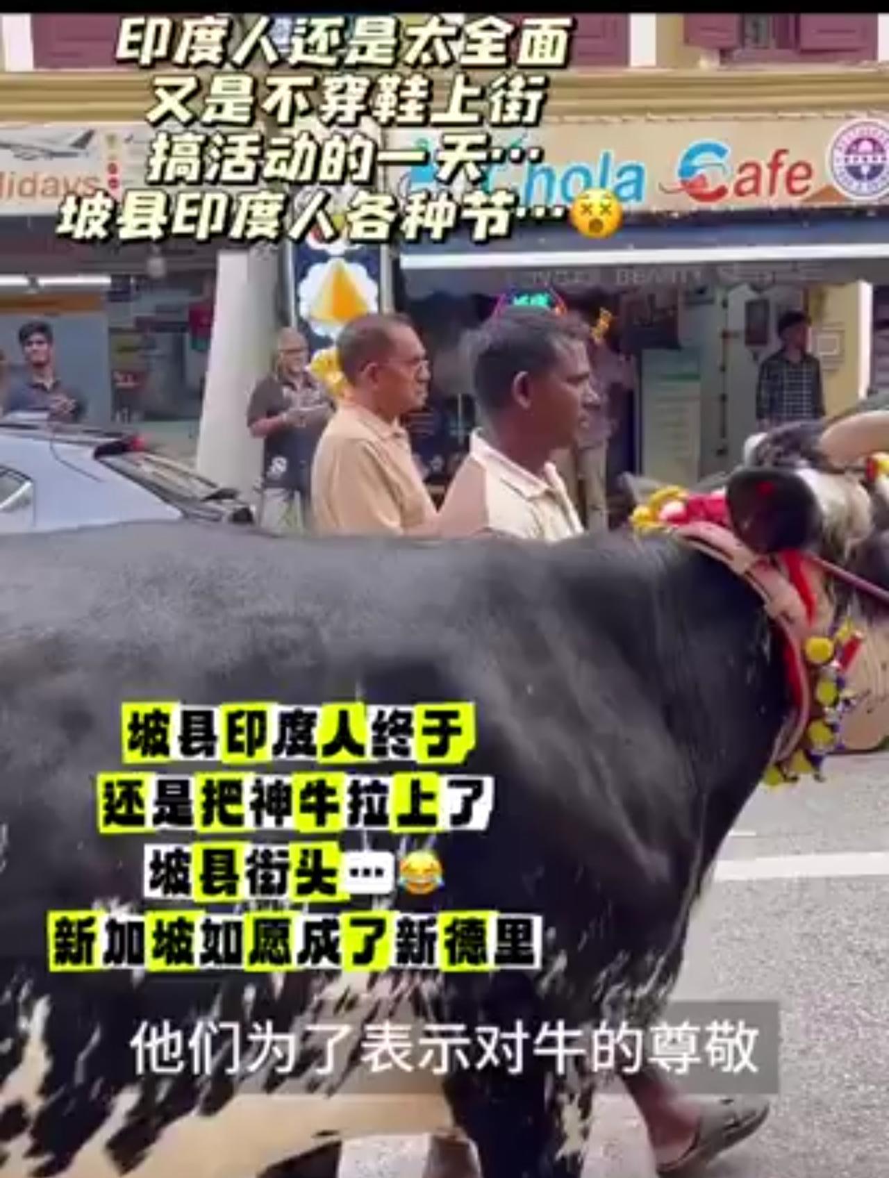 印度人终于还是把神牛拉上了坡县街头，新加坡如愿成了新德里。
问题是难道这不违反坡