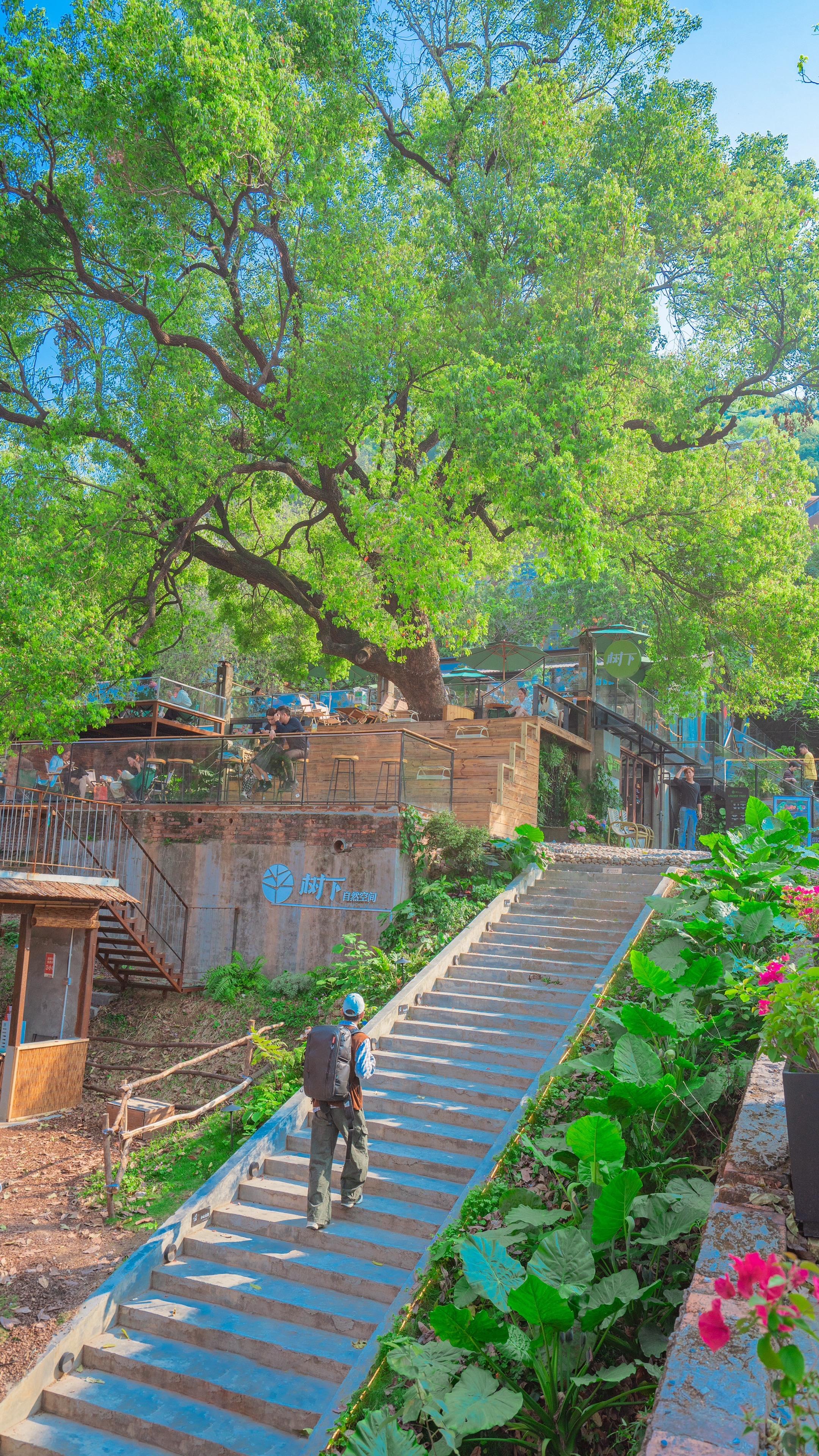 在佛山被这棵大树治愈的一天🍃。佛山南海丝厂66文创园｜周末拍照攻略 ...