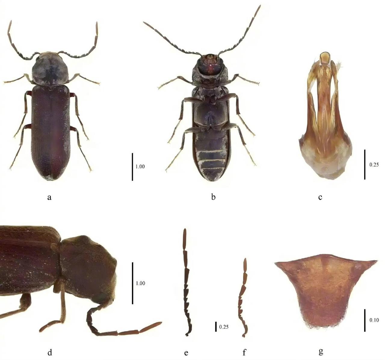 布达拉宫的千年梁柱里，竟藏着人类从未见过的生命密码！科研人员在古建筑木构件的缝隙