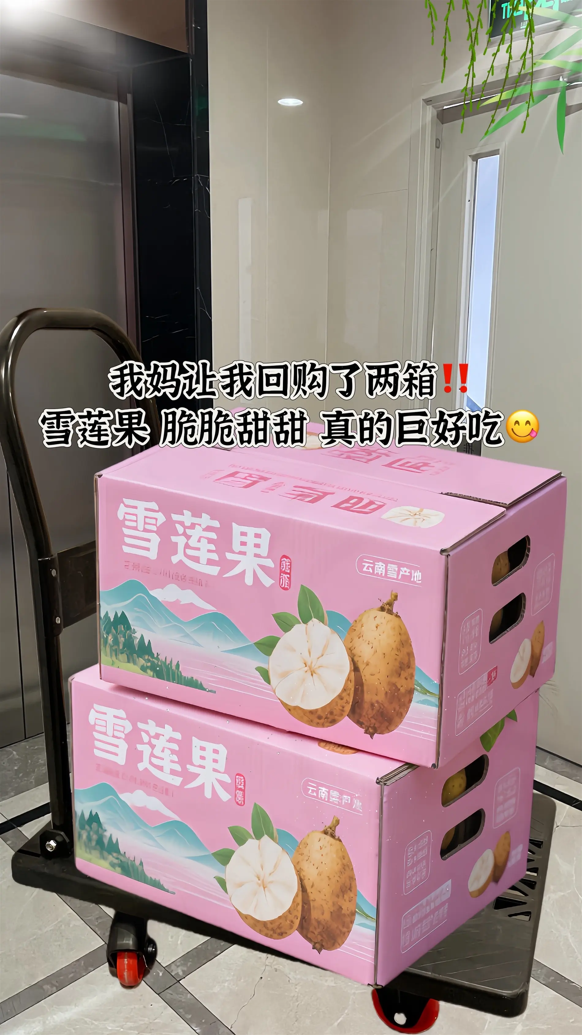 有“地下雪梨”美称的雪莲果，清脆爽口，一口开始冰爽清甜！外表朴实，内里...
