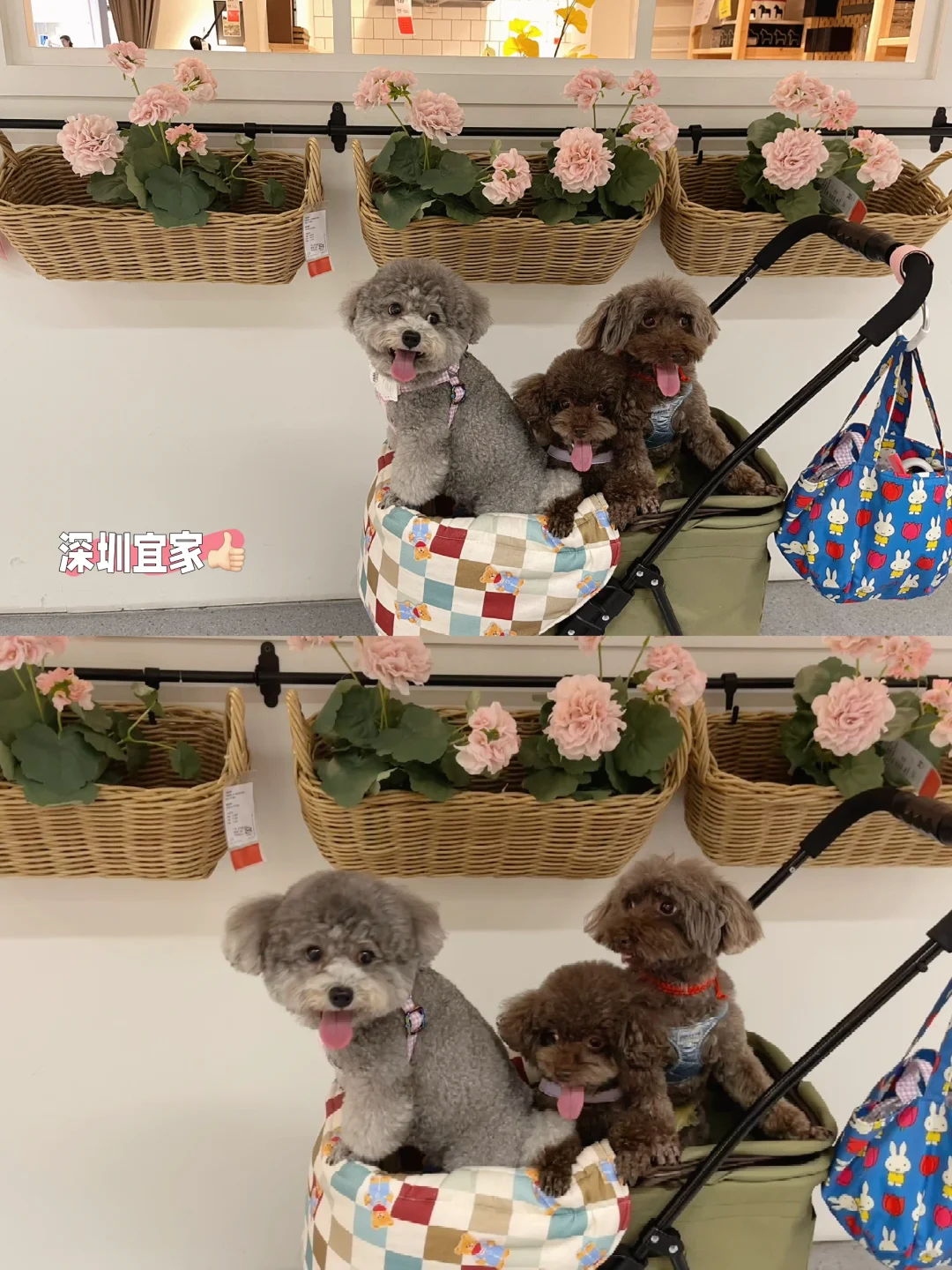 雨天去哪里“溜溜”，小狗第一次逛深圳宜家🐾