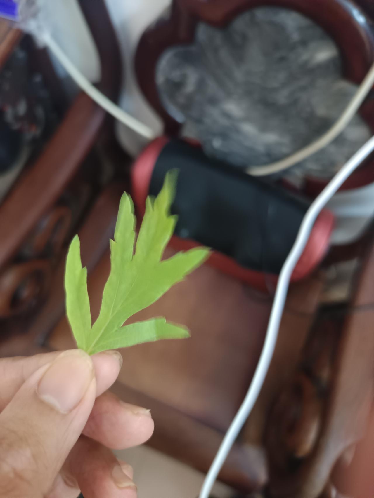 家人们谁懂啊，在路边捡了一棵野草，闻起来非常的味道很大。但不知道这是什么茶来的