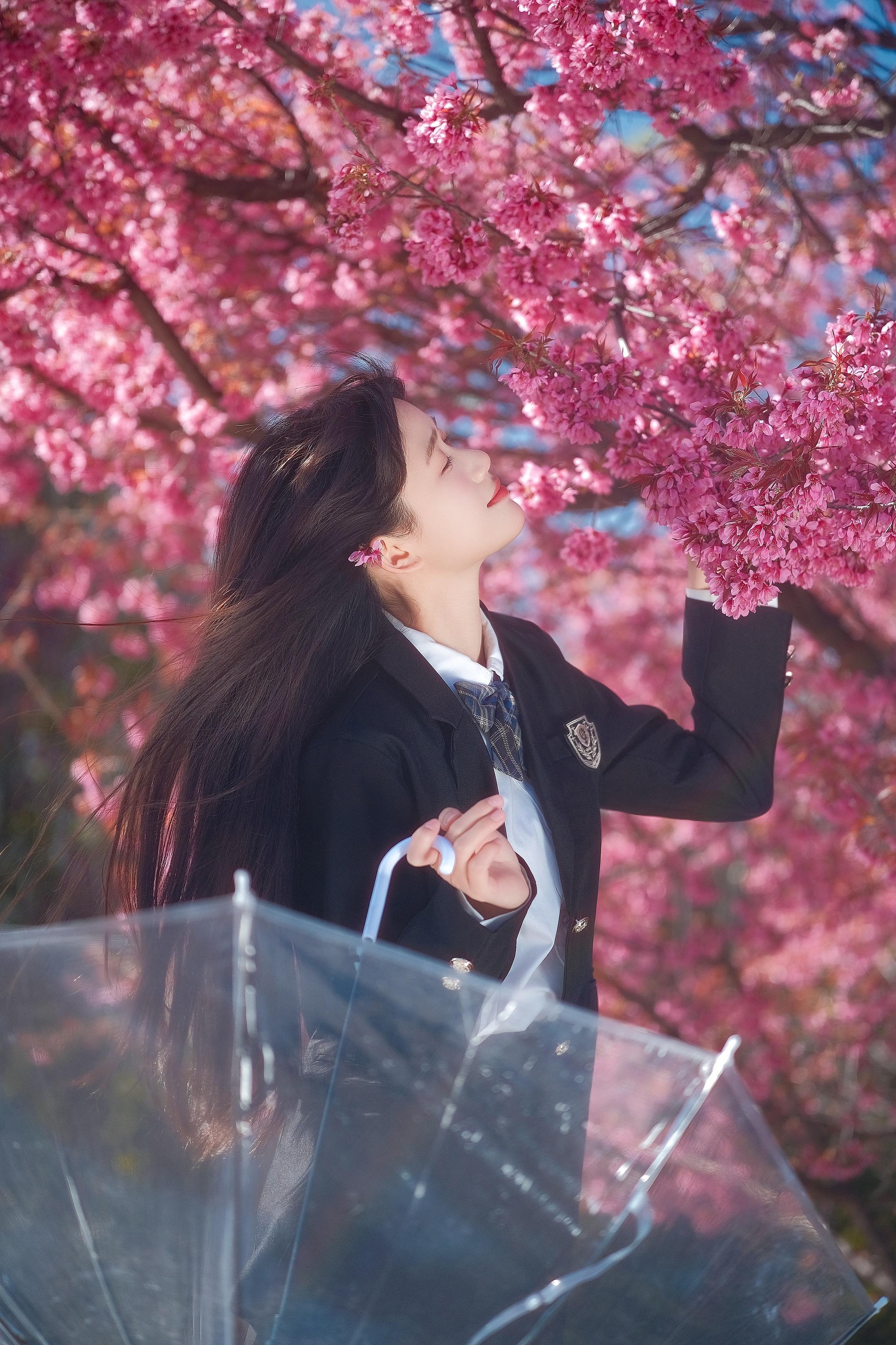 比春天先到的是大理的樱花🌸。