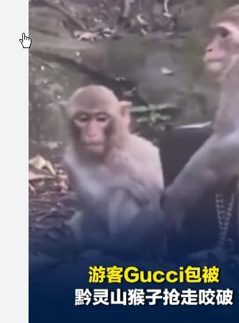 Gucci包被猴子抢走咬破 景区拒赔，如果公园无法证明其已履行维护义务，则需对游
