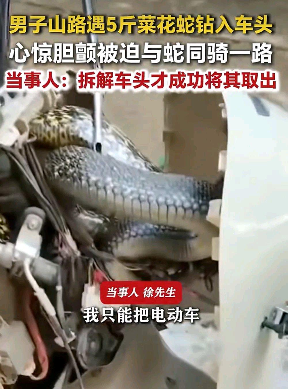 湖南衡阳一男子在山路骑电动车时，一条大蛇突然钻入车头，心惊胆战被迫与蛇同骑一路，