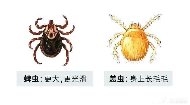 🌿39岁博主被虫咬后感染离世🌿健闻登顶计划 🌿国医的精诚力量 🌿39岁博