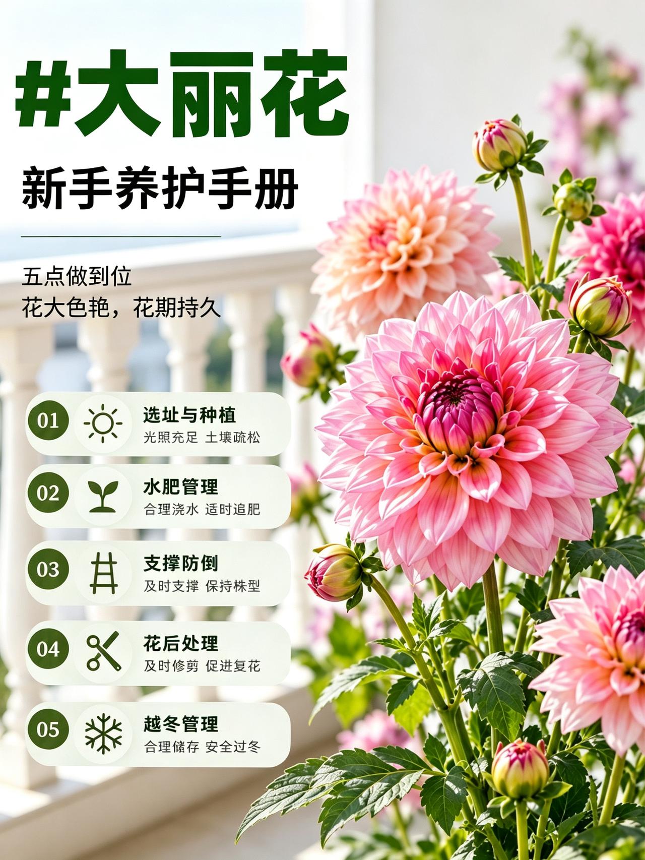 大丽花养护｜块根不烂 花大色艳的5个关键点大丽花花朵硕大、颜色艳丽，阳台露台都能