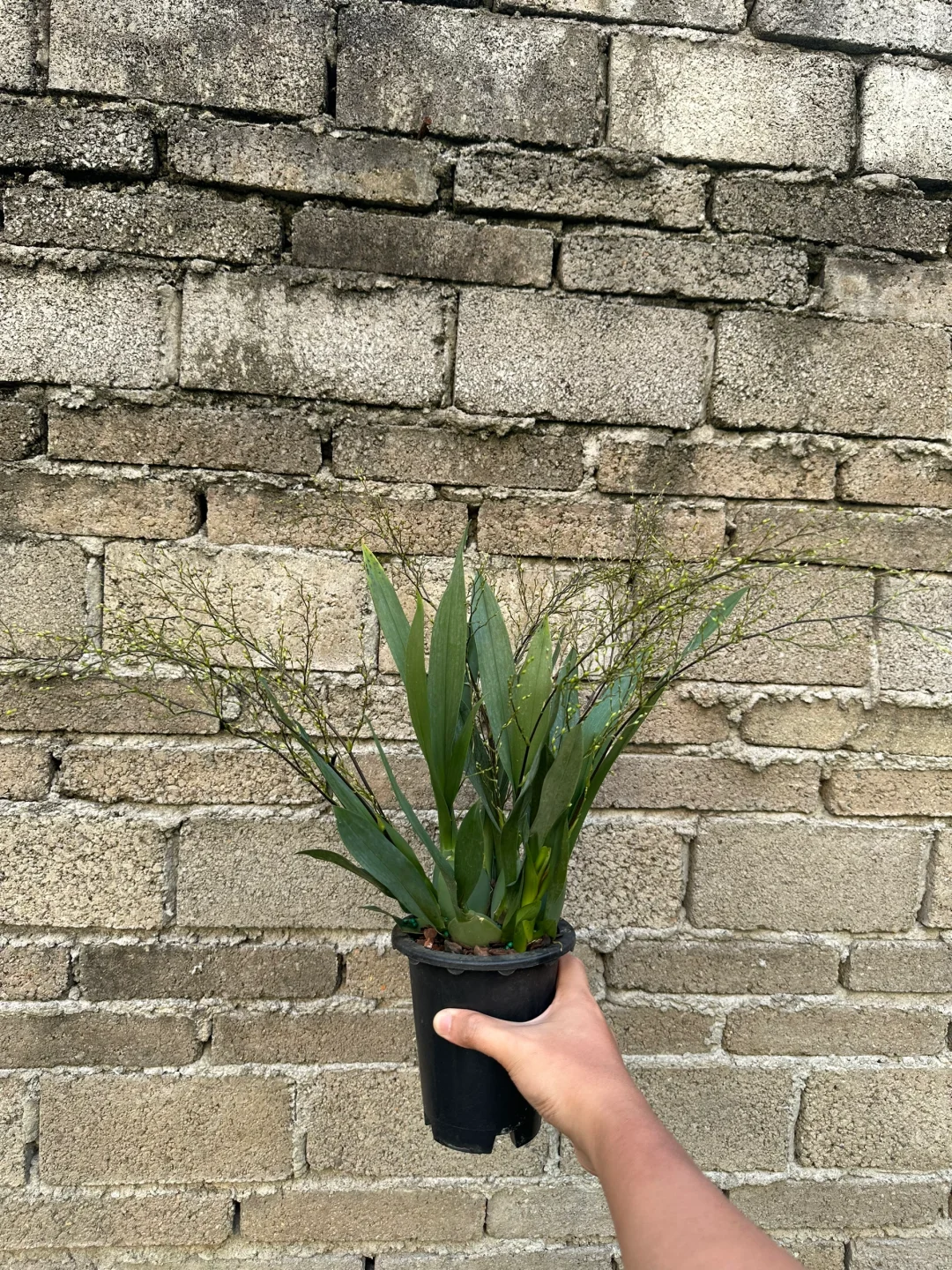 我的10花剑梦香兰到了，光宗粉，苗情好喜欢😌