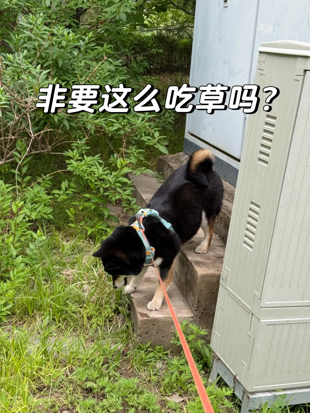 可能这样吃草显身材吧