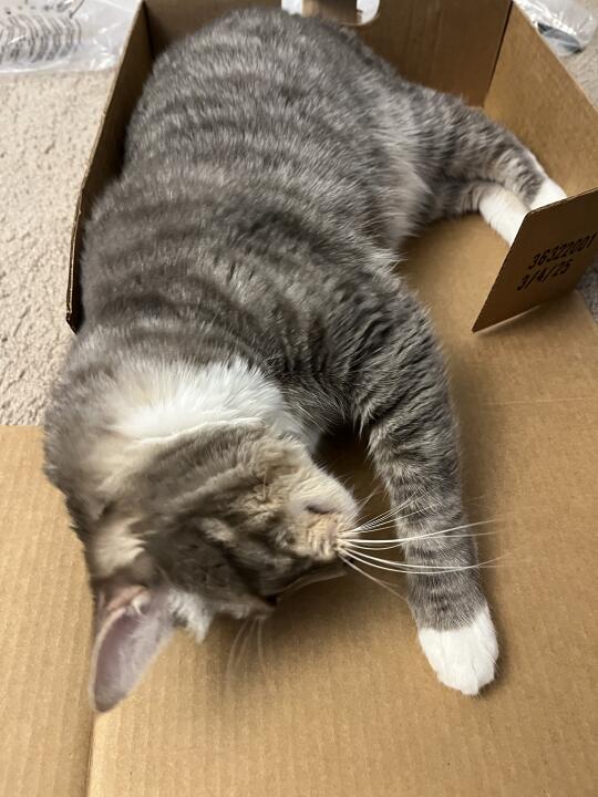正经猫窝睡不了一点，快递箱等不了一点