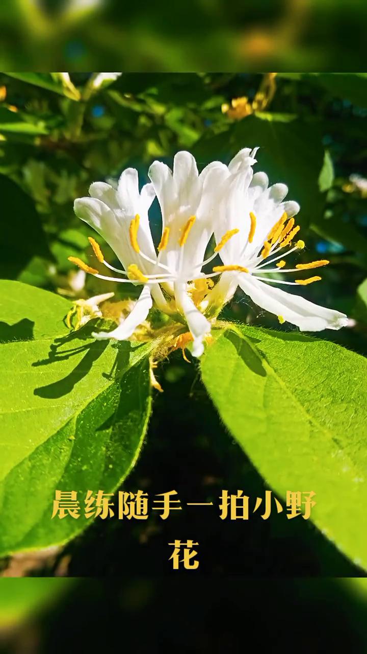 晨练随手一拍小野花。