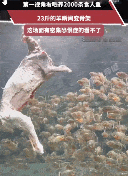 看的头皮发麻！广东，某池塘内，2000条饥肠辘辘的食人鱼正悄然潜伏。突然，一只2