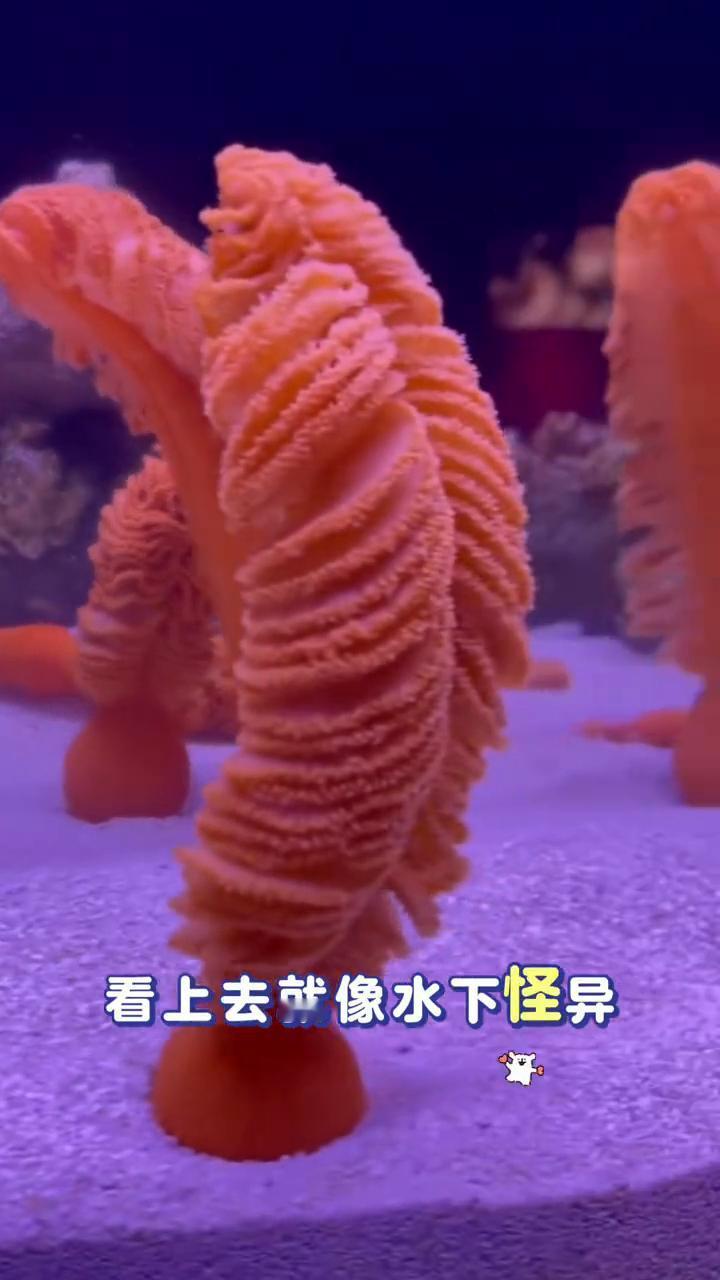 这并不是植物，甚至也不是单一的动物，这是海底一种奇特的海洋生物，看上去就像水下怪