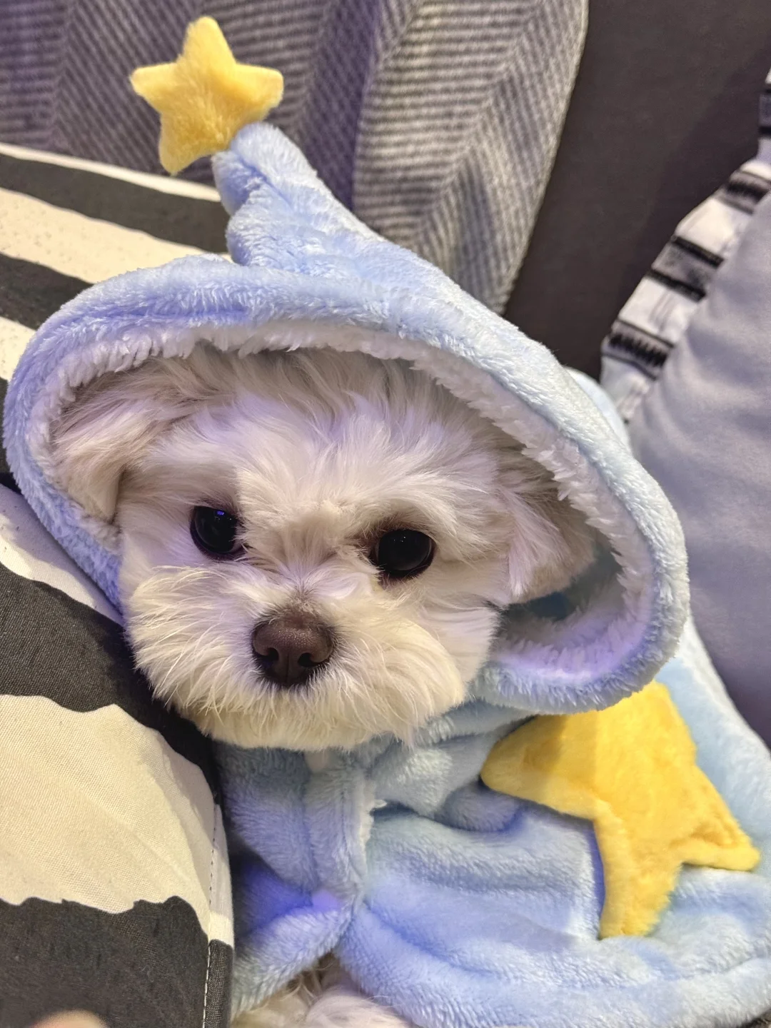 🐶