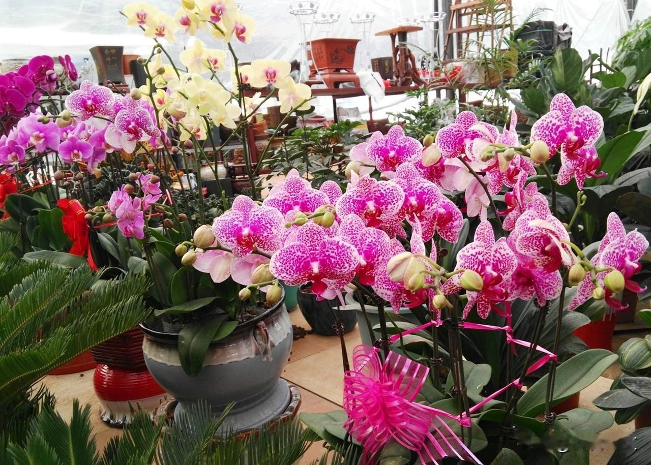 《蝴蝶兰赞》
疑是群蝶别花房，栖上柔枝叶底藏。
纵使无香也醉客，春风一顾动流光。