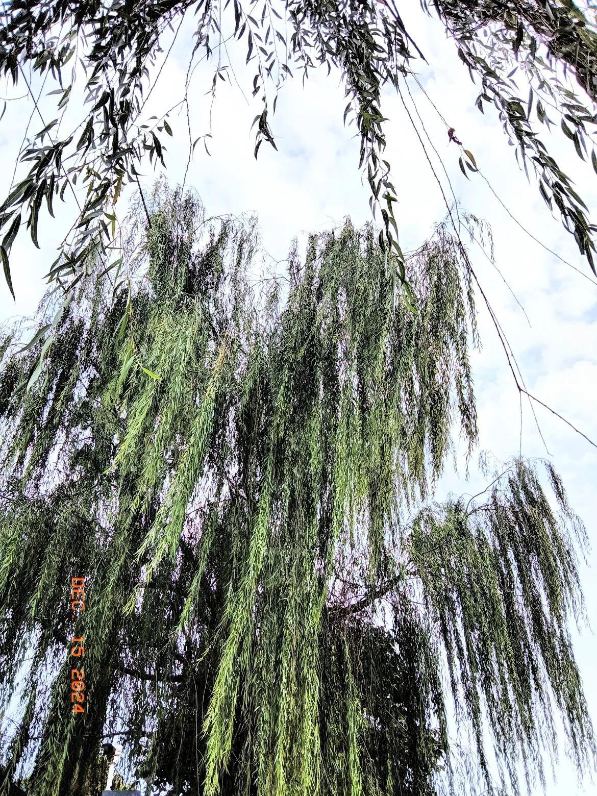 上联:浅浅深深河中水
下联:淡淡浓浓岸边柳