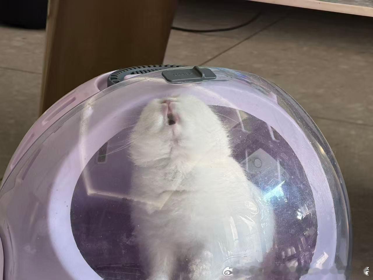 13742🐇【恶兔咆哮】 