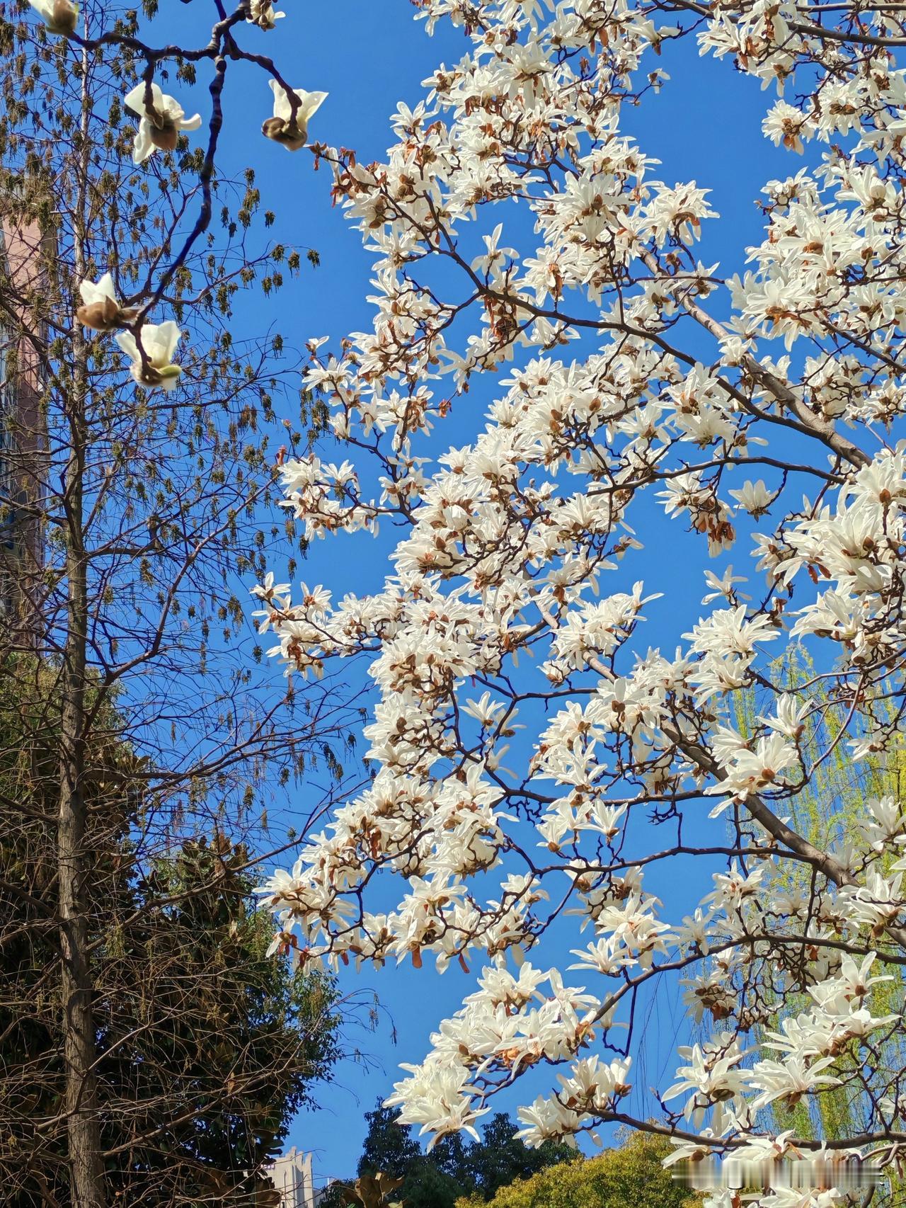 在小区楼下随手拍了几张。
 
楼下白玉兰开得热烈又干净，像一群停在枝头的白鸽，在