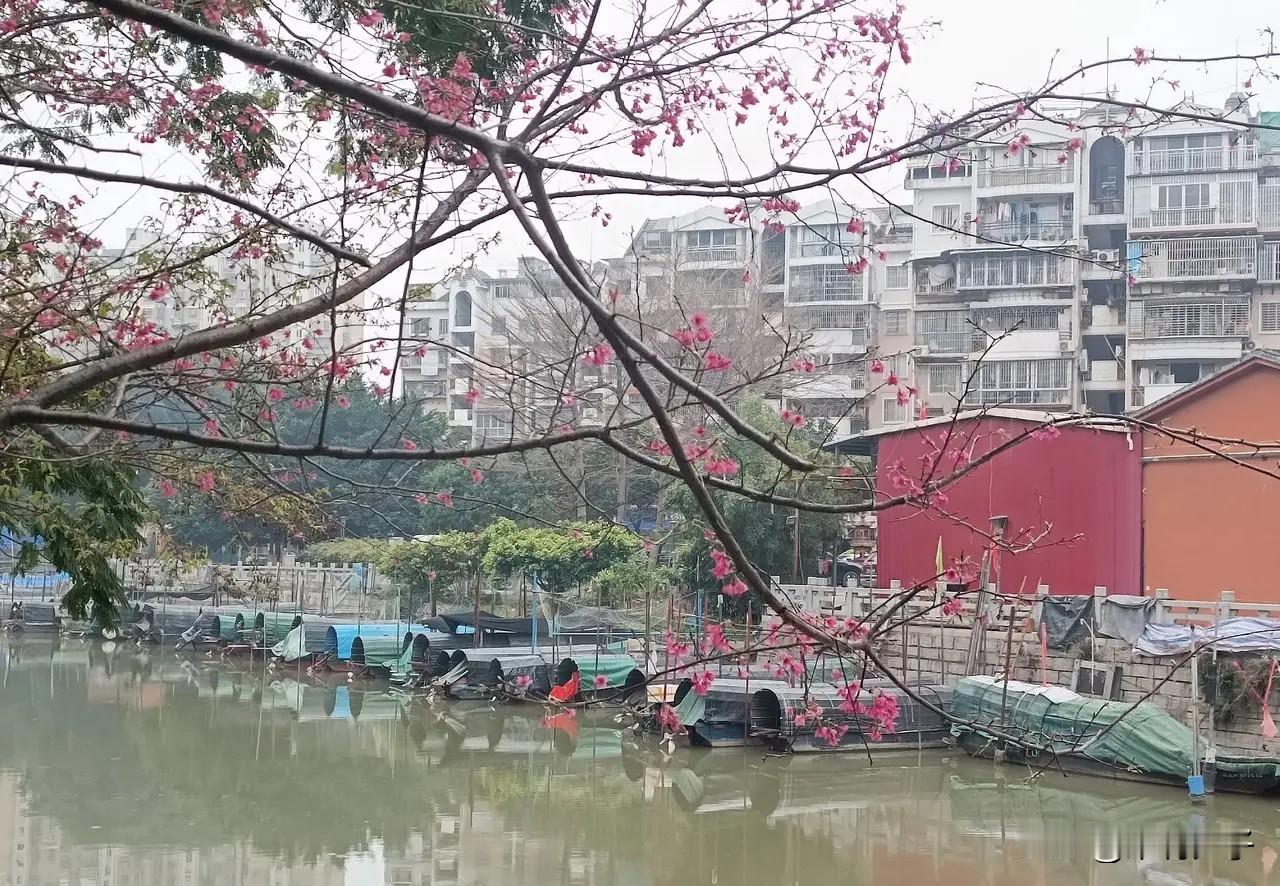 在福州仓山打索埕巷的港头河里，几艘渔船泊在河面，渔民俯身忙碌，不时有渔船启航，驶