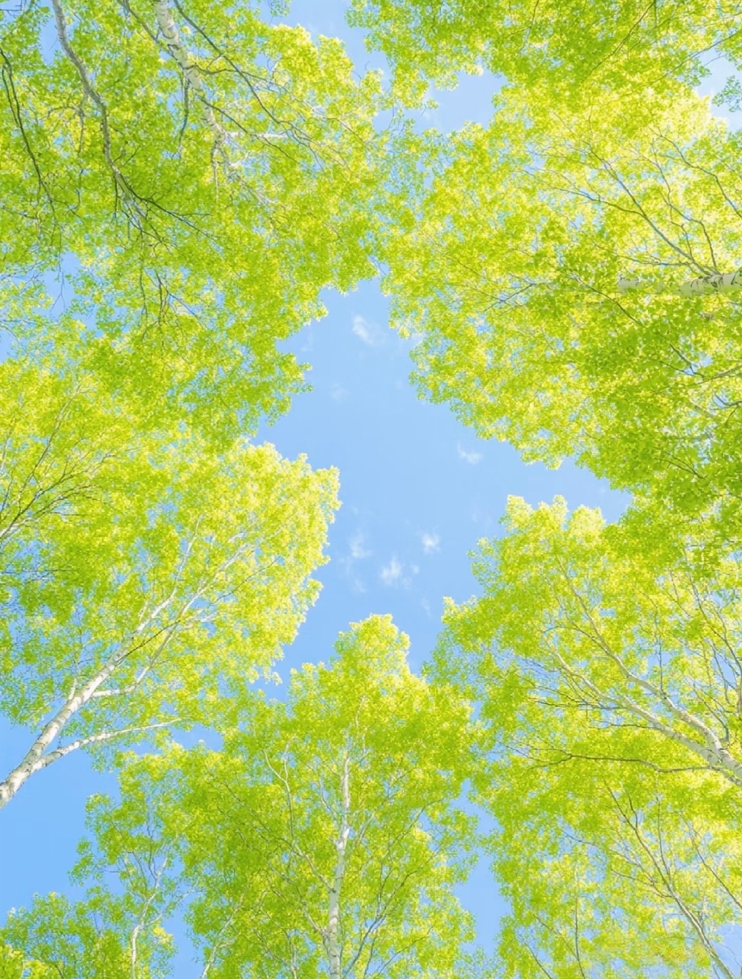 日子是重复的，但快乐是自己创造的。今天也要主动找点甜头，早安。 
