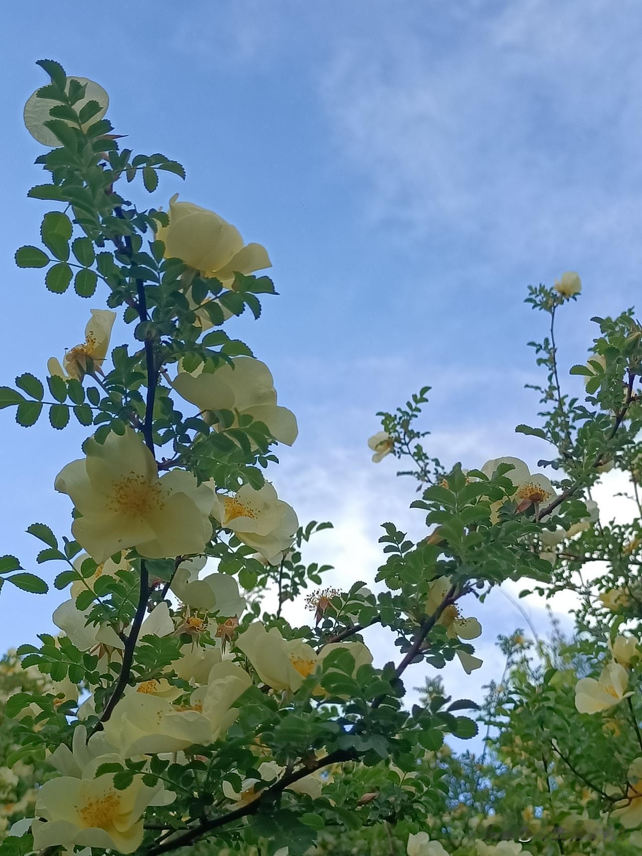 5月10日下午，丝绸之路公园拍摄黄刺玫。

不与桃李争艳，黄刺玫自有风骨，嫩黄花