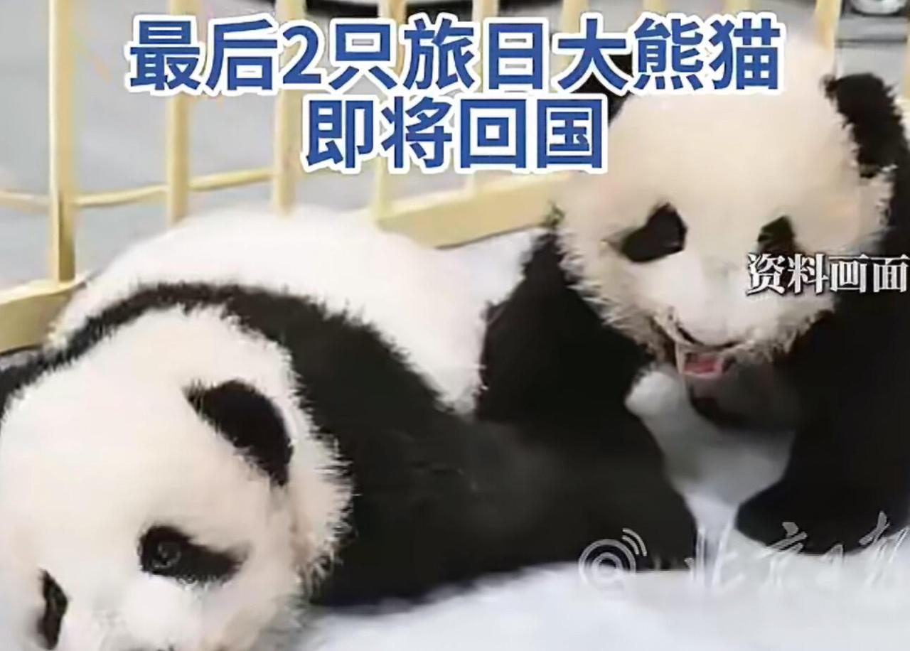 熊猫要全撤了！2026年2月，东京上野动物园的晓晓和蕾蕾一回国，日本就得迎来半个
